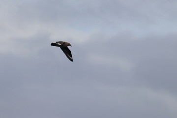 brown skua