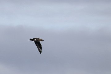 brown skua