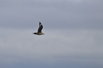 brown skua