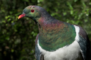 The stunning kereru bird - the New Zealand native wood pigeon. 