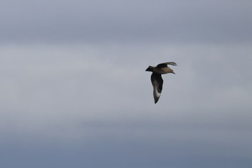 brown skua