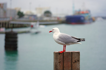 View of a seagull bird perched in the Auckland Harbour, New Zealand