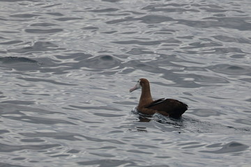 wandering albatross
