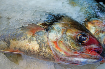 View of fresh Warehou fish on ice at a seafood mark in Auckland, New Zealand