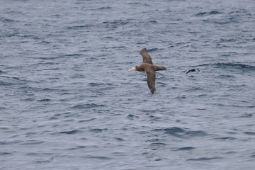 wandering albatross