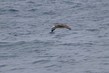 wandering albatross