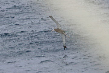 wandering albatross
