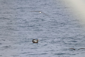 wandering albatross