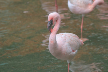 Fototapeta na wymiar 4 may 2014 flamingos at Kowloon Park