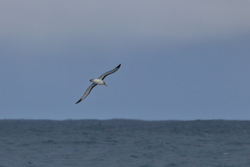 buller's albatross