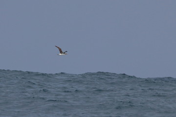 Fototapeta na wymiar buller's albatross