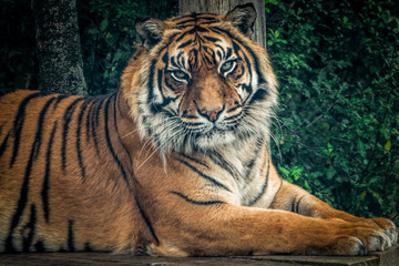 A Siberian tiger face on.  © Carolyn