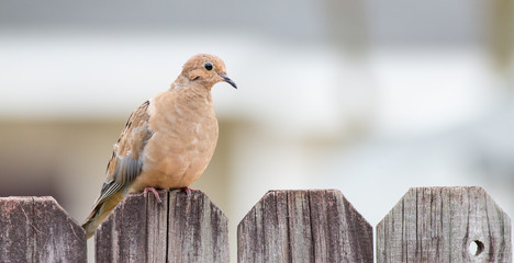 Mourning Dove on a fence with copy space.