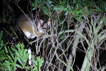 ringtail possum