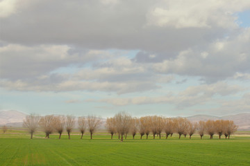 trees in the field