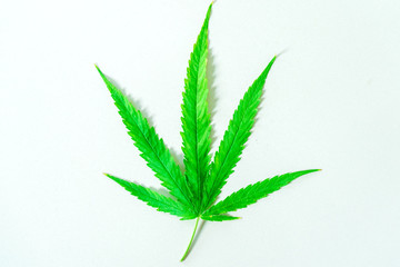Cannabis(Drugs) marijuana leaf closeup on white background.