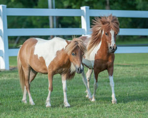 Naklejka na ściany i meble Miniature Horse stallion in white fenced paddock