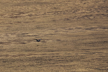 australasian gannet