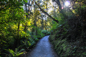 Sun is shining through leaves of beautiful dark New Zealand forest.