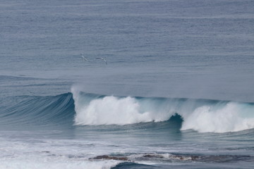 australasian gannet