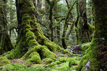 Deep magic green forest in Fiordland national park, south of New Zealand, South island.