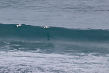 Obraz premium australasian gannet