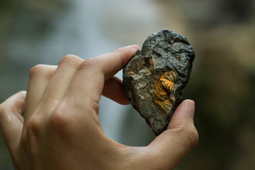 Mano sosteniendo una trilobita  © Favio