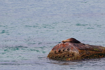 Fototapeta premium australian fur seal