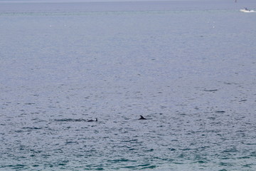 Naklejka premium dolphin