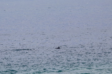 Naklejka premium dolphin
