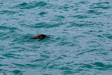 Fototapeta premium australian fur seal