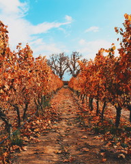 Grape vineyard in Maipú winery, in the province of Mendoza, Argentina