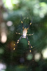 nephila