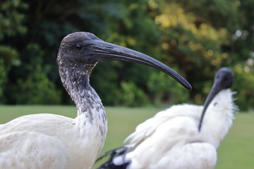 australian white ibis