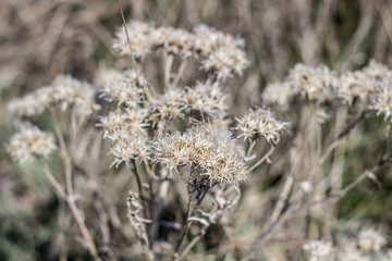 Dry thorn in the field