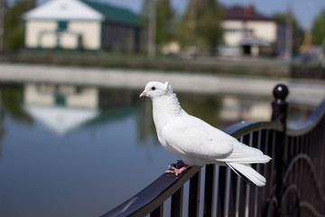 Beautiful, white dove in the Park
