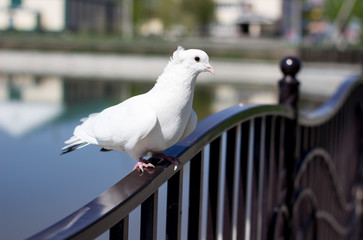 Beautiful, white dove in the Park