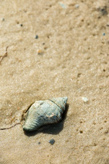 Sights and sounds of white sand summer beach