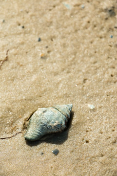 Sights and sounds of white sand summer beach