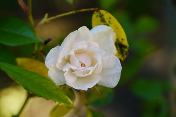 wild rose