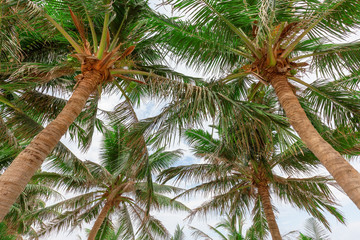 Fototapeta premium Coconut tree, view from below