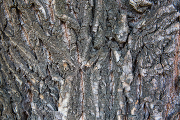 Bark material, close-up