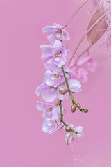 Naklejka na ściany i meble Pink Orchid On A Pink Background