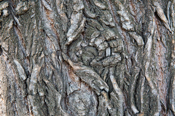 Bark material, close-up