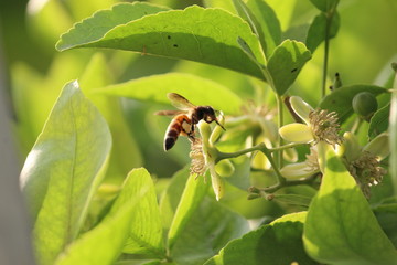 bee on flower. collecting honey for us.