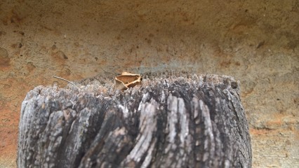 dry tree trunk