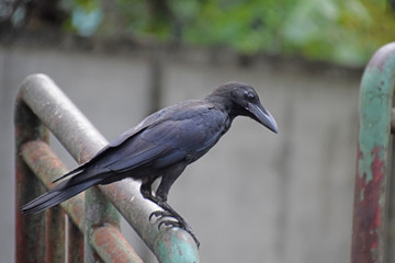 Crow