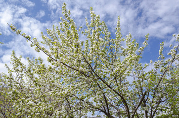 blooming apple tree under blue sky