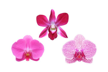 Fototapeta na wymiar Red Orchid Flower isolated on white background