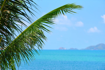 Coconut palm tree on the summer ocean blue sky and islands tropical beach sea / Vacation holidays